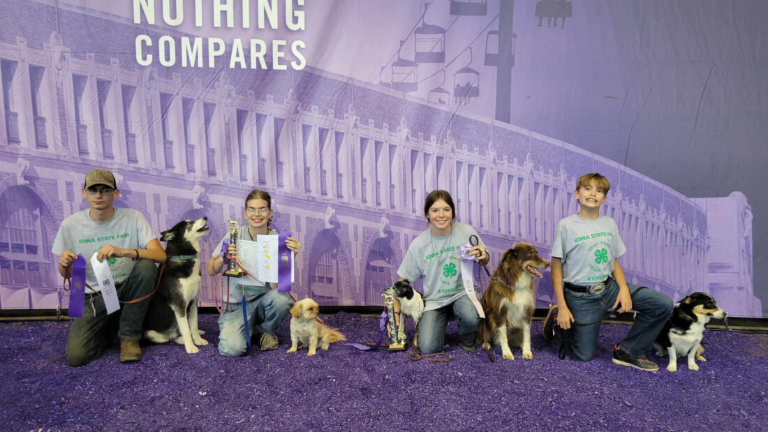 Tama County 4H, FFA members exhibit livestock at State Fair News